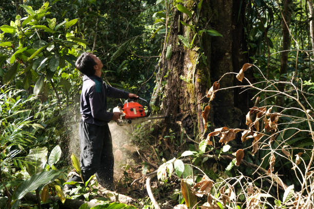 Beacon Hill, WA Tree Services Company